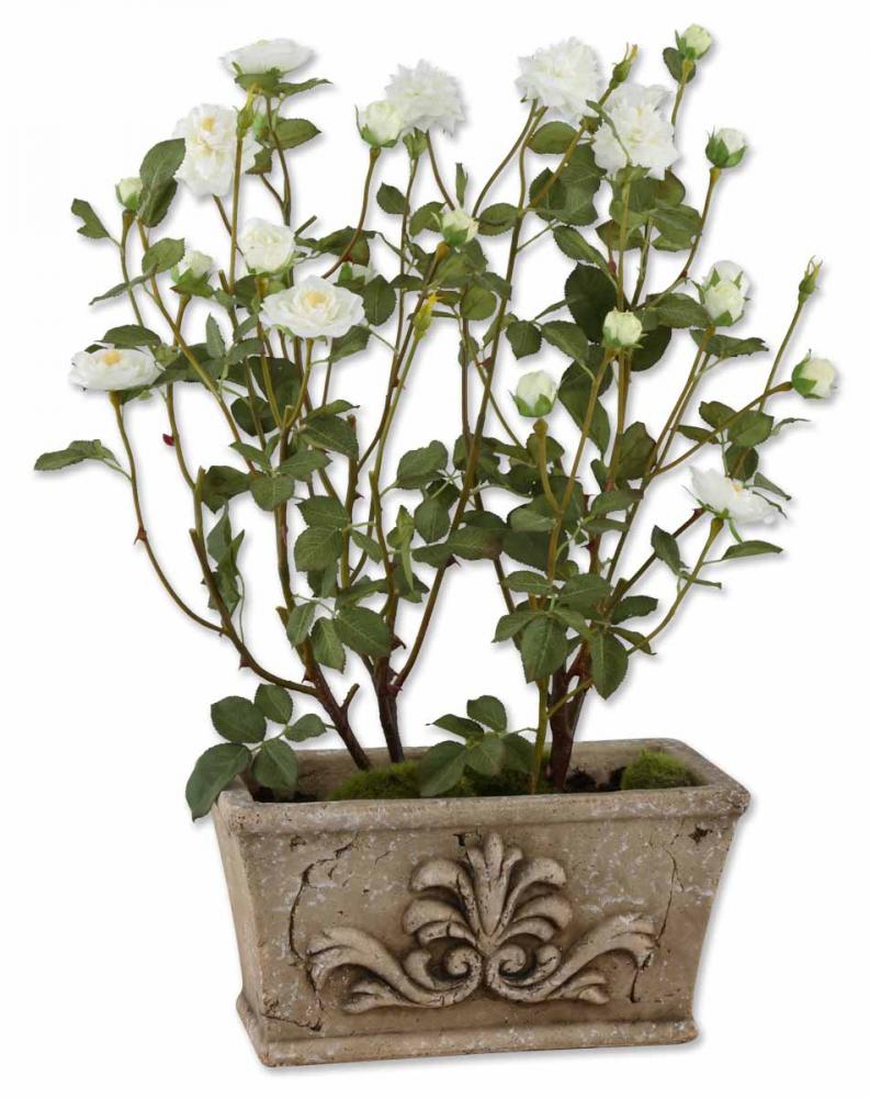 White Tea Rose Hedge