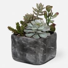 Uttermost 60173 - Alverio Desert Garden Succulents